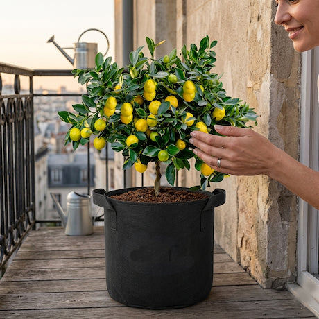 Person tending to a potted lemon tree on a balcony with a stone wall background.