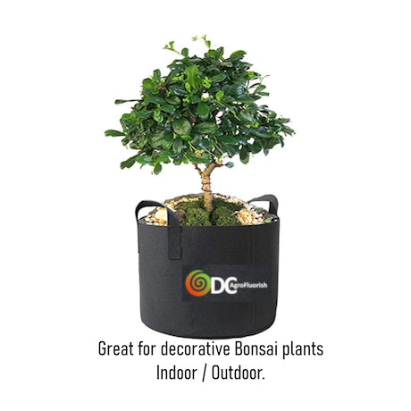 Bonsai tree in a black fabric pot with ODC logo on a white background